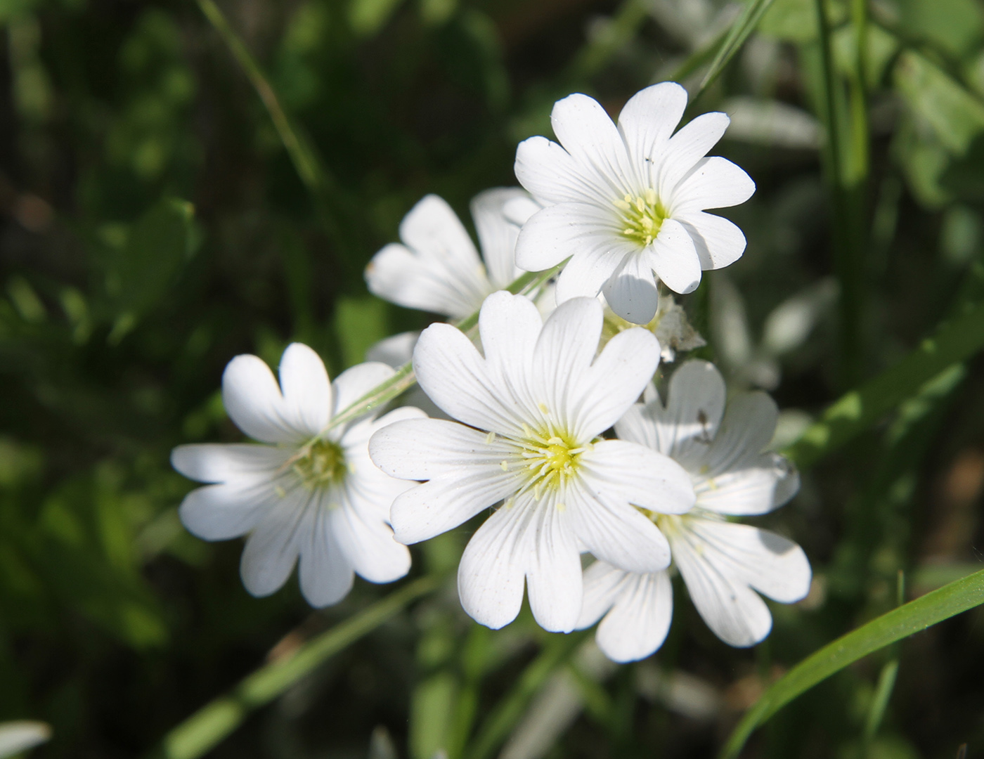 Изображение особи Cerastium argenteum.