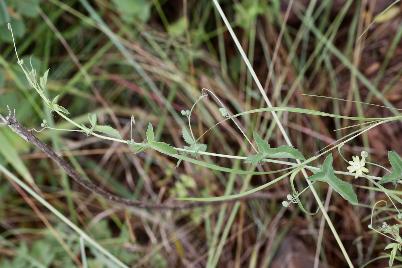 Image of Basananthe triloba specimen.