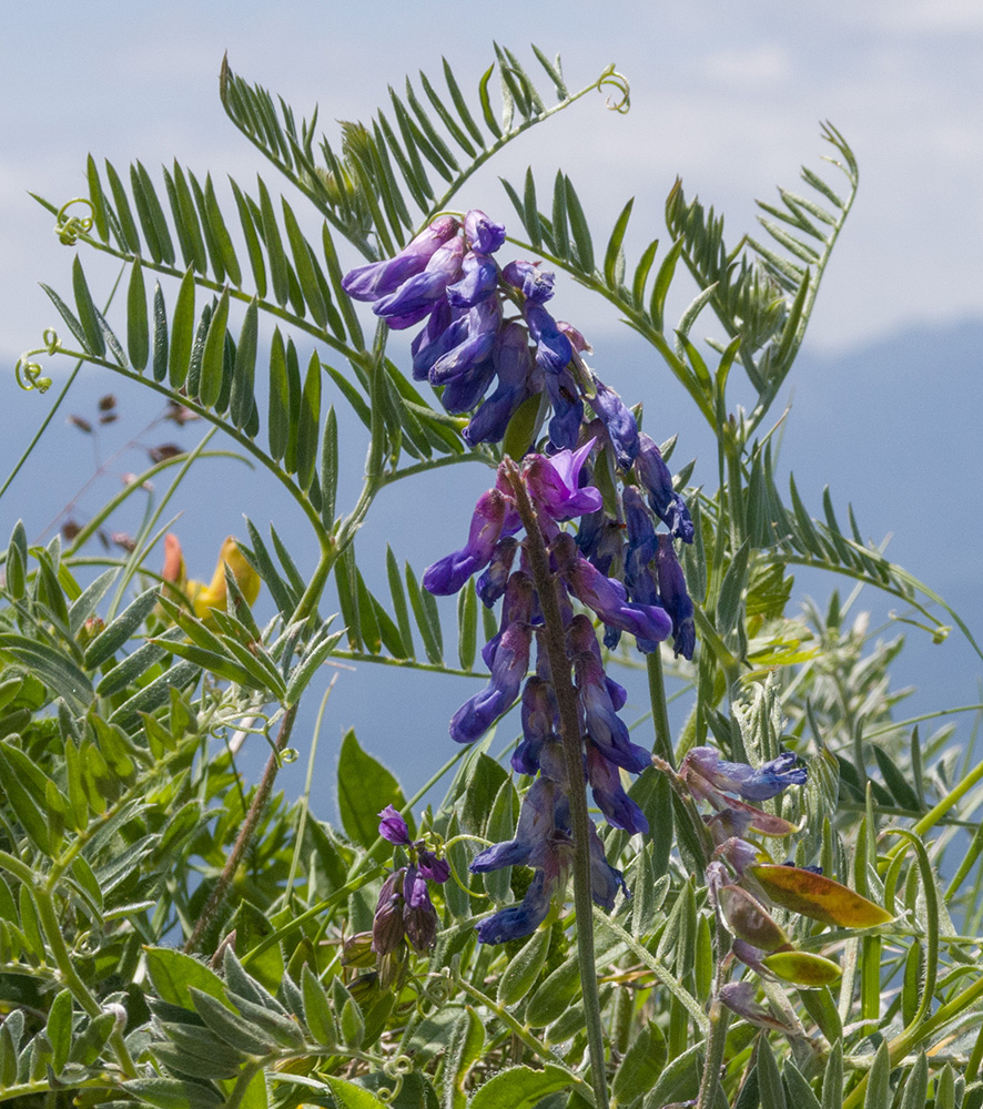 Изображение особи Vicia grossheimii.