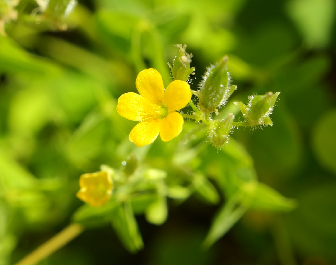 Изображение особи Oxalis stricta.