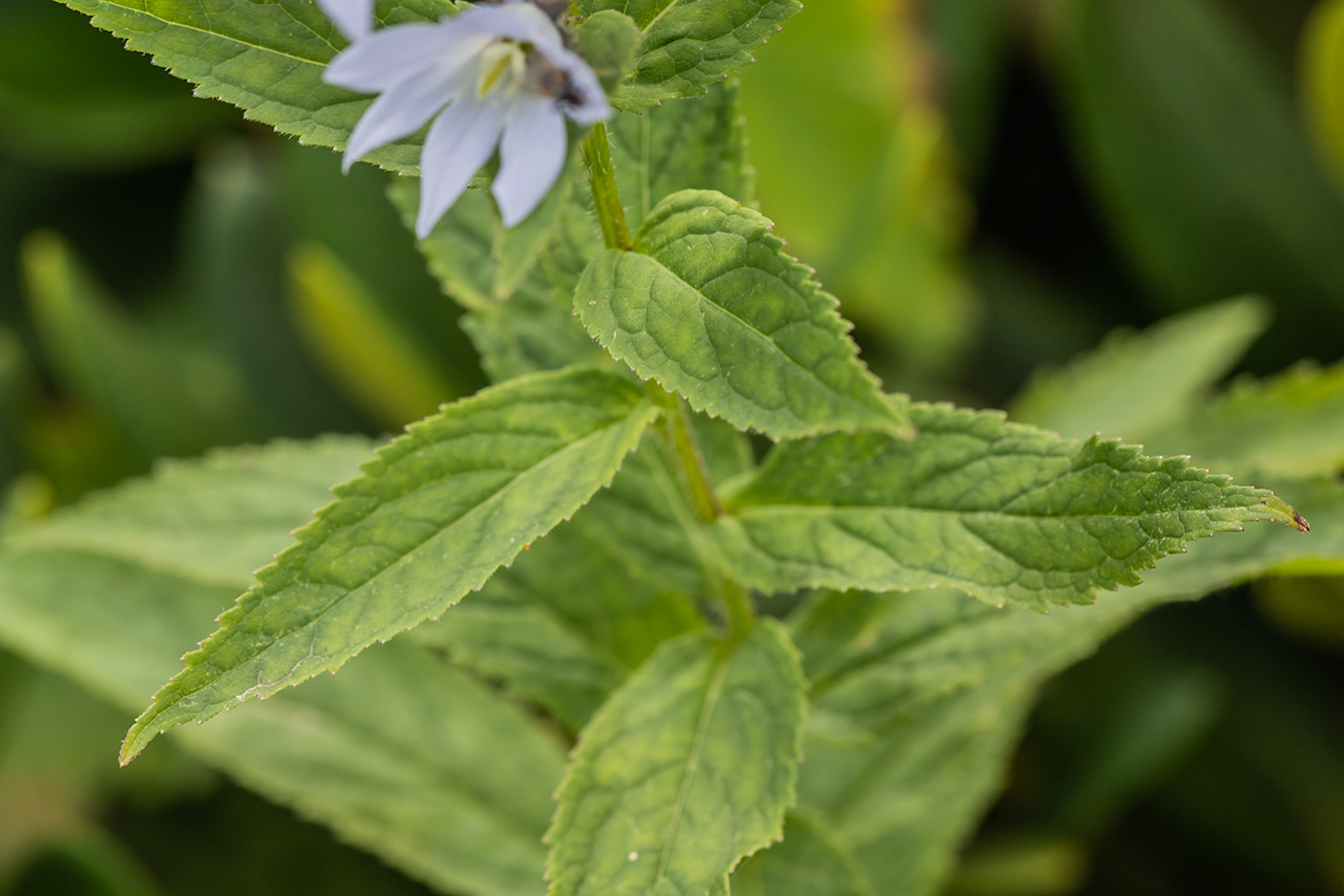 Image of Gadellia lactiflora specimen.