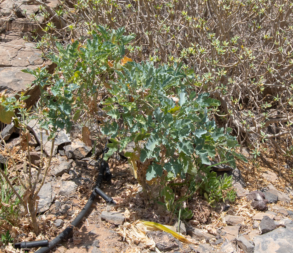 Изображение особи Crambe sventenii.