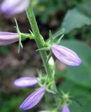 Campanula bononiensis