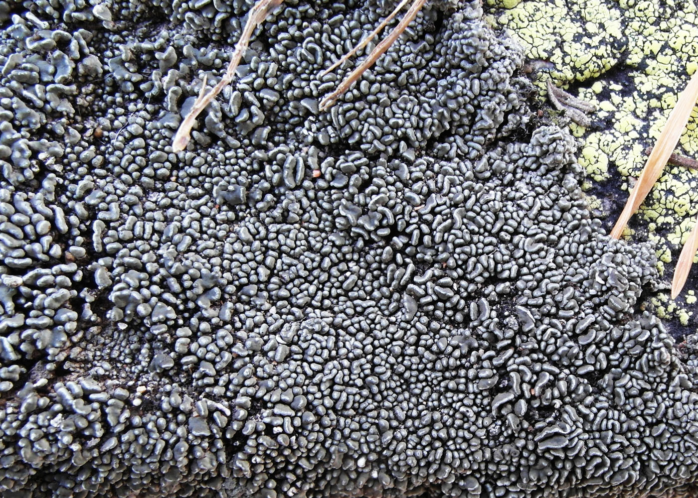 Image of Aspicilia transbaicalica specimen.
