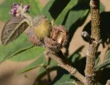 Loropetalum chinense разновидность rubrum. Часть ветви с плодами. Испания, автономное сообщество Каталония, провинция Жирона, комарка Баш-Эмпорда, муниципалитет Палафружель, ботанический сад \"Кап-Роч\". 20.10.2020.