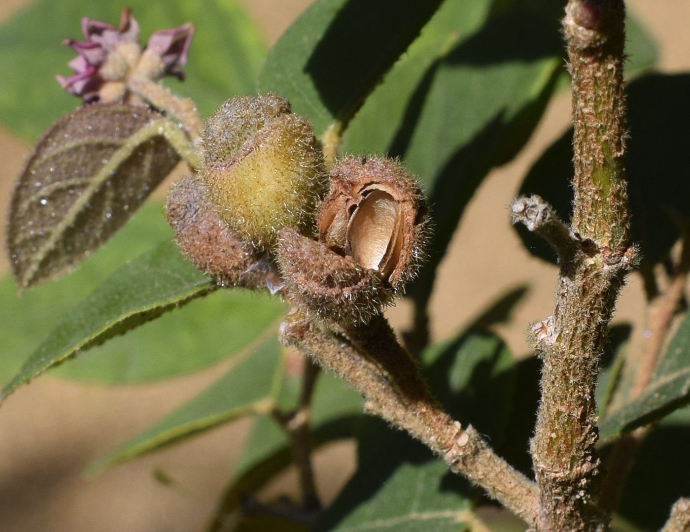 Image of Loropetalum chinense var. rubrum specimen.