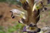 Orobanche cernua
