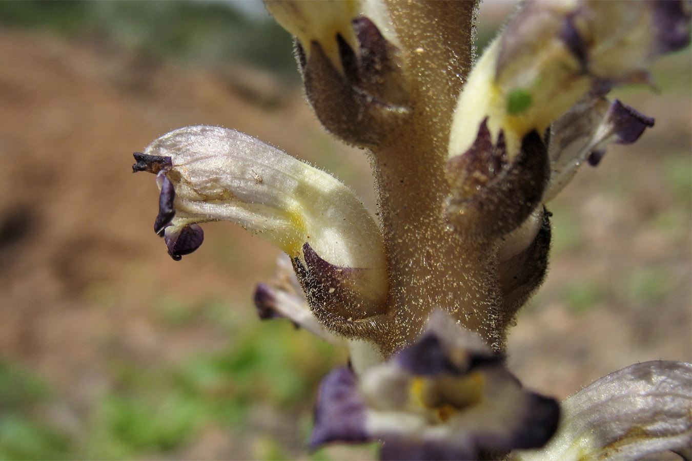 Изображение особи Orobanche cernua.