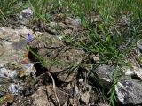 Polygala tenuifolia