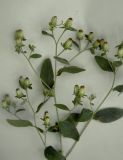 Image of taxon representative. Author is Алексей Чалый