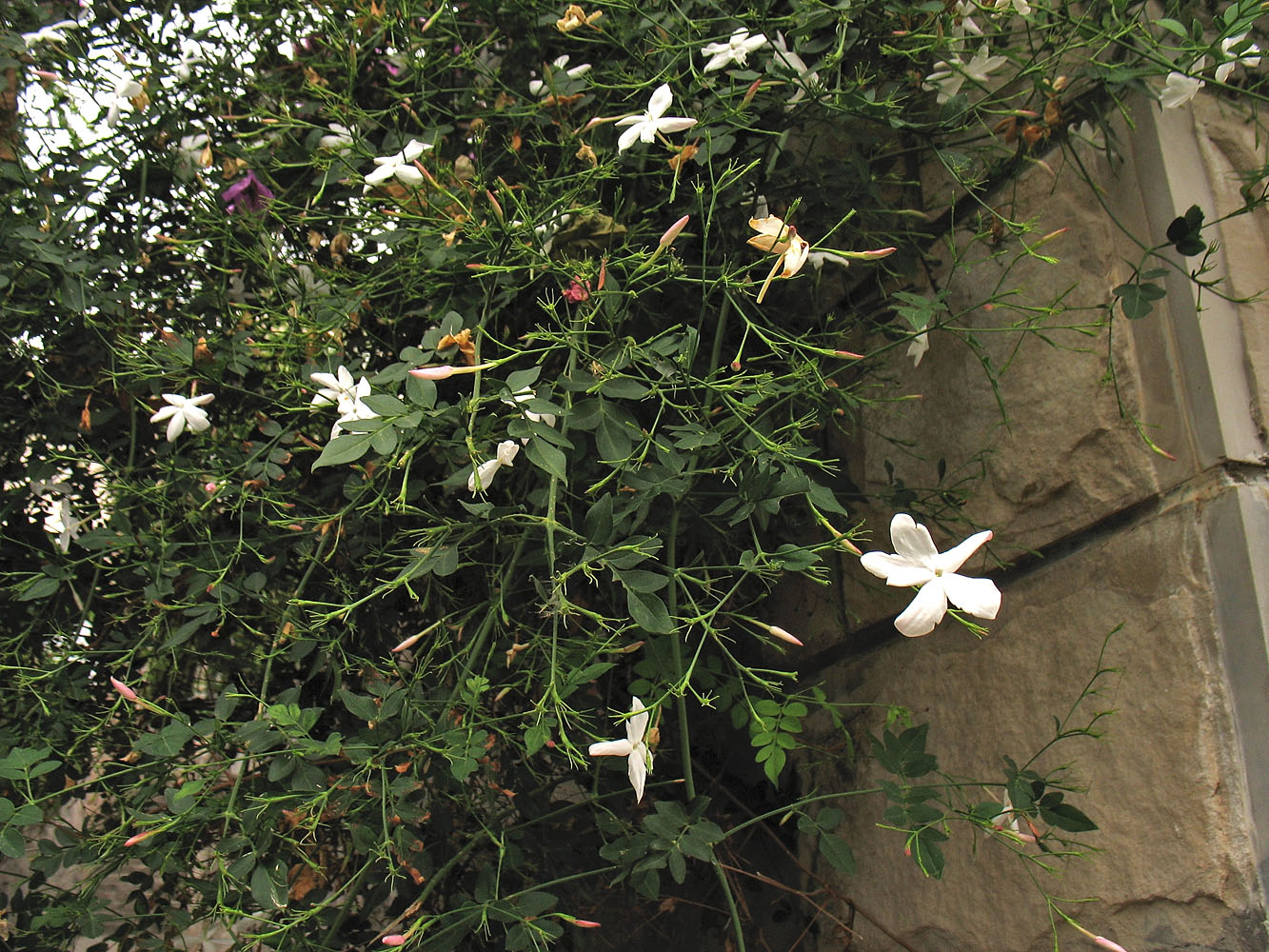 Image of Jasminum officinale specimen.