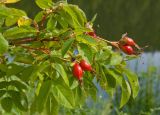 genus Rosa. Верхушка плодоносящей ветви. Южный Урал, р. Уфа, травянистая полка у реки. 10 августа 2014 г.
