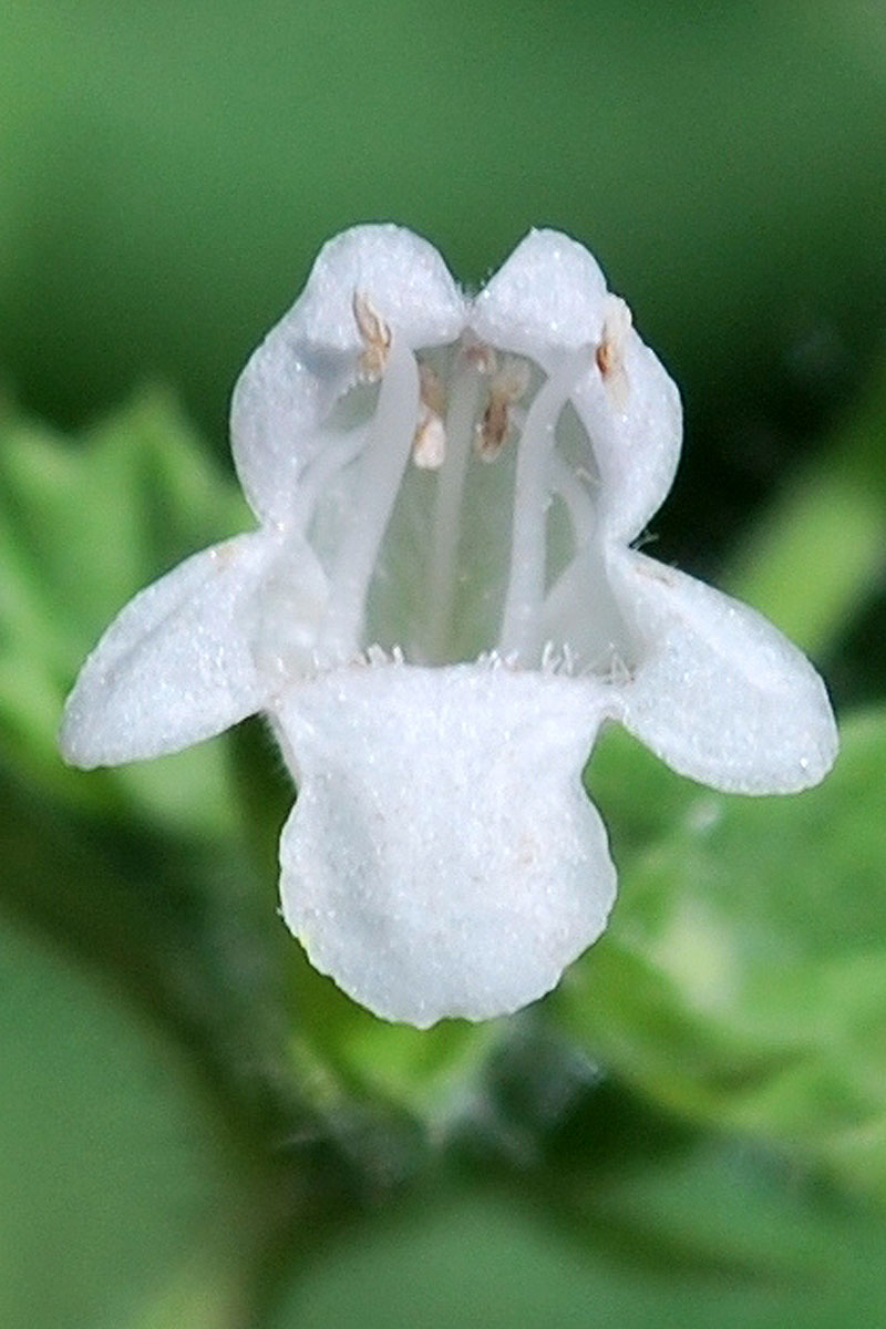 Image of Melissa officinalis specimen.