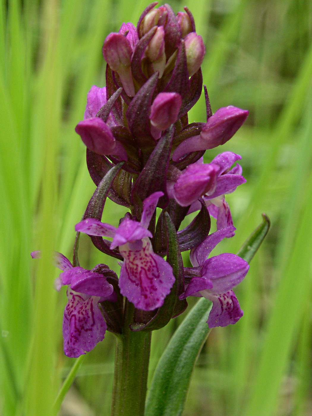 Image of Dactylorhiza incarnata specimen.