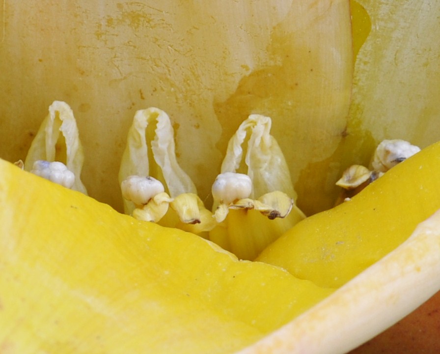 Image of Ensete lasiocarpum specimen.