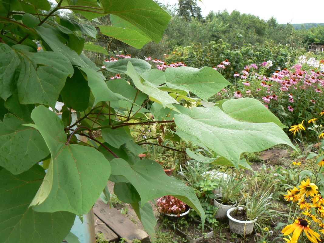 Image of genus Catalpa specimen.