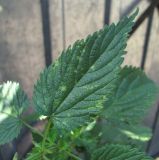Urtica dioica. Лист, поражённый вирусом(?). Краснодарский край, Абинский р-н, ст-ца Холмская, у жилья. 01.07.2020.