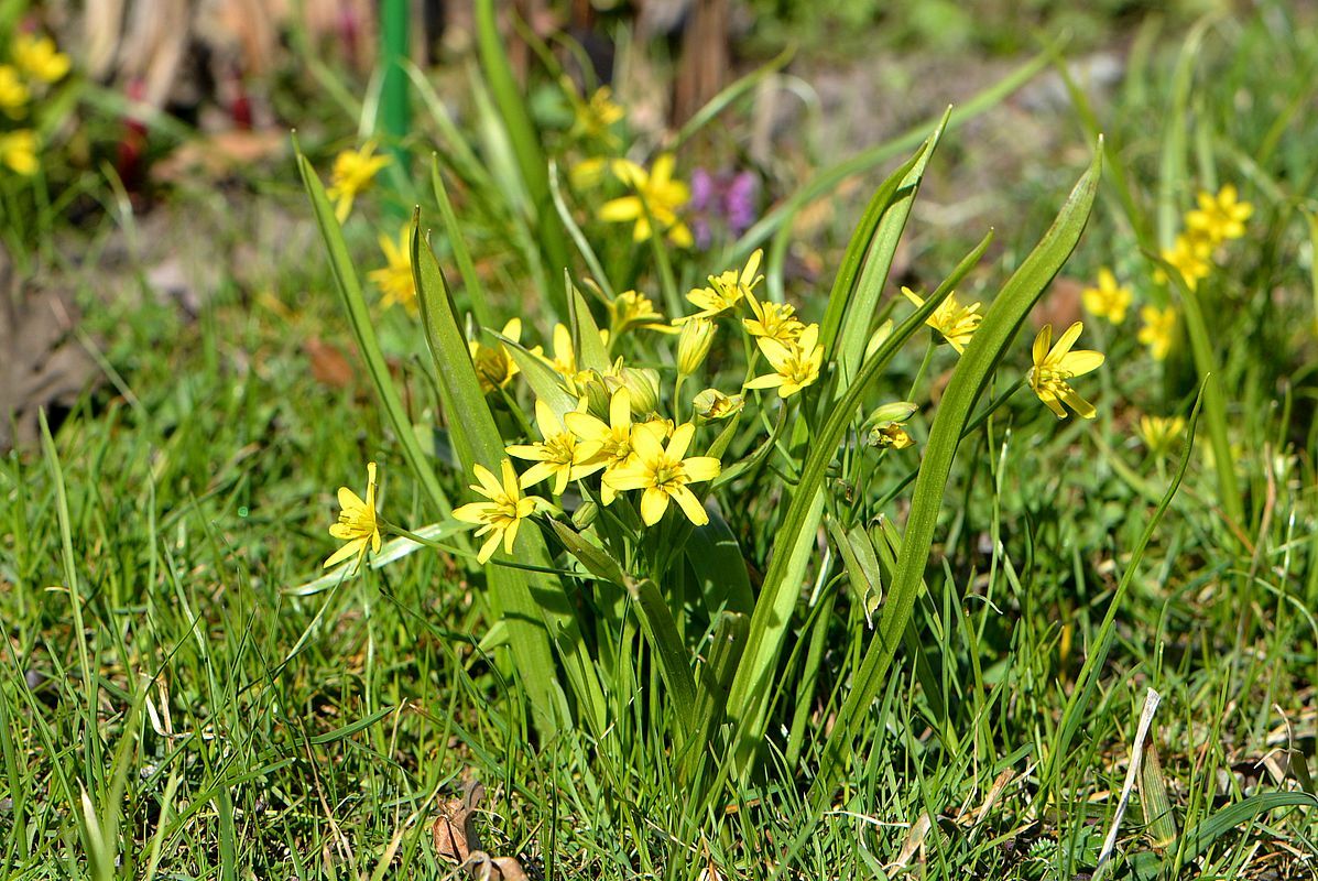 Image of Gagea lutea specimen.