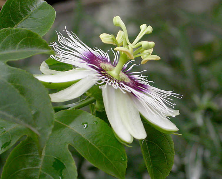 Изображение особи Passiflora caerulea.