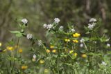 Asperula caucasica
