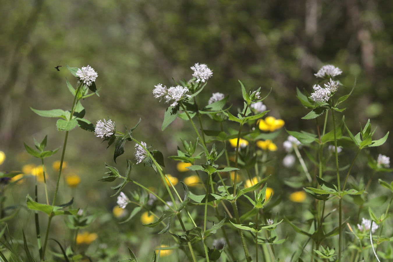 Изображение особи Asperula caucasica.