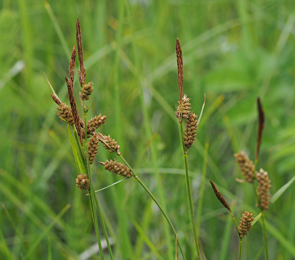 Image of Carex tomentosa specimen.