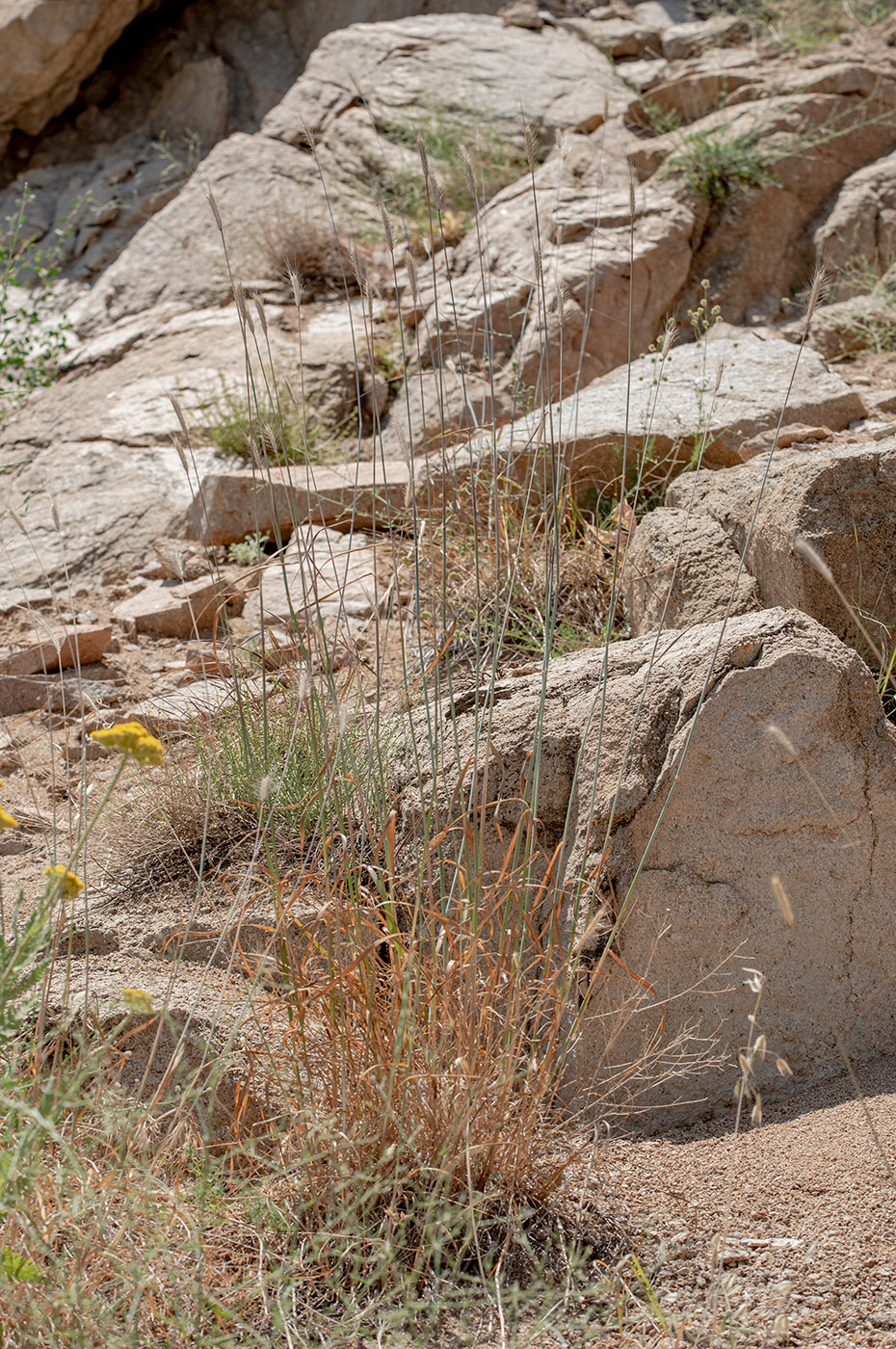 Image of Hordeum bulbosum specimen.