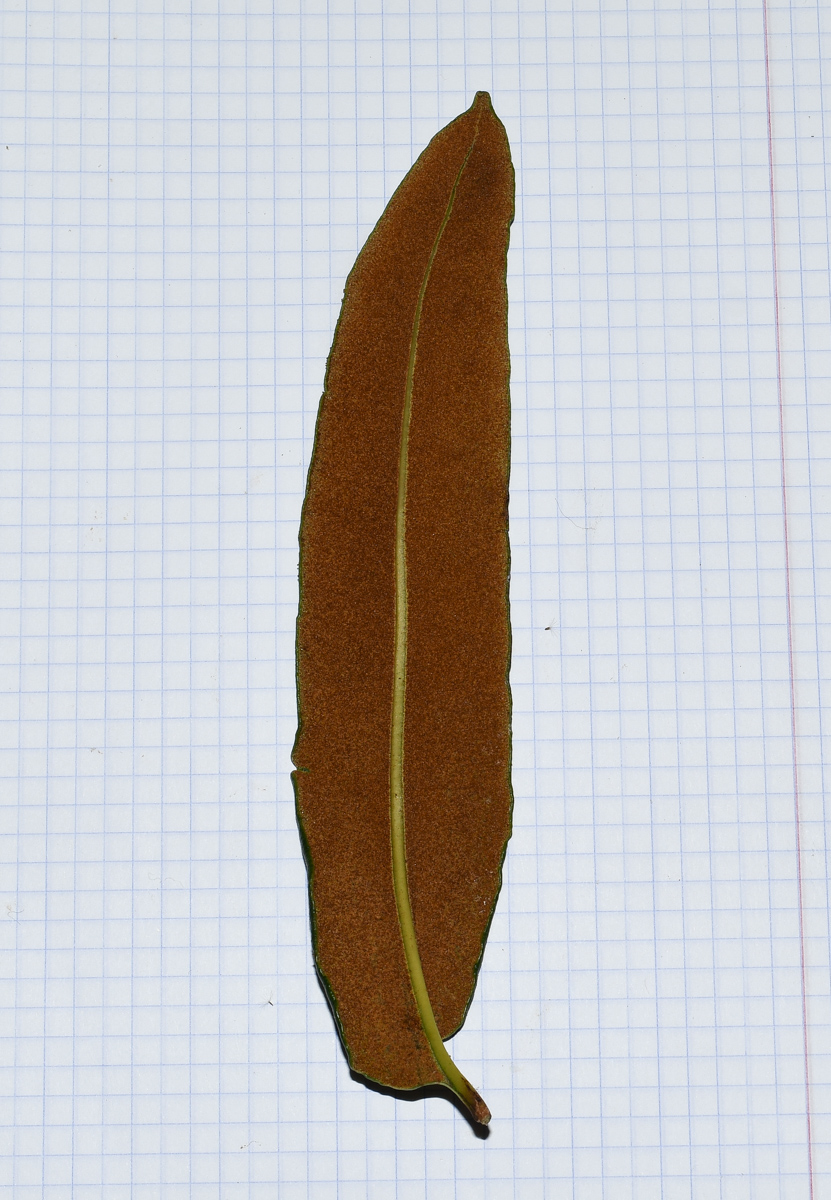 Image of Acrostichum aureum specimen.