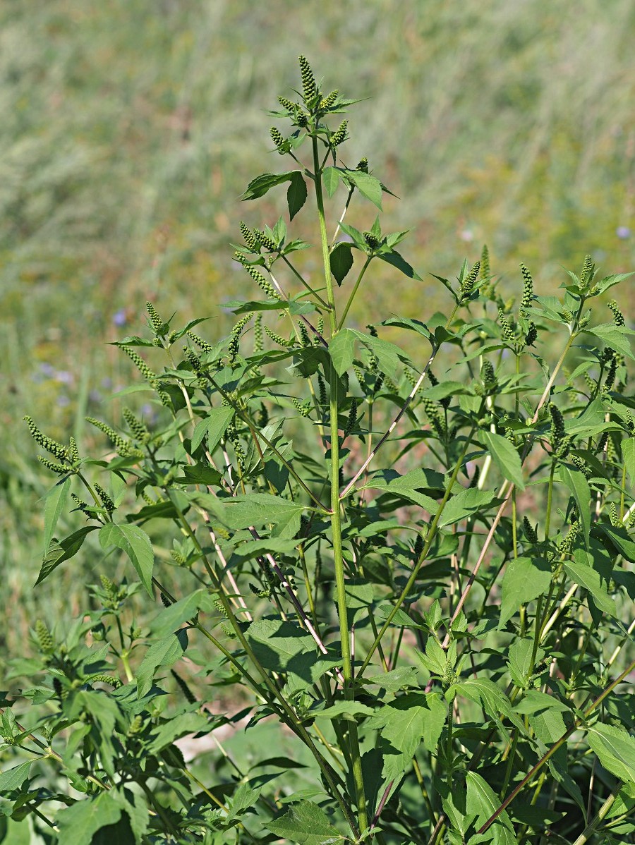 Image of Ambrosia trifida specimen.