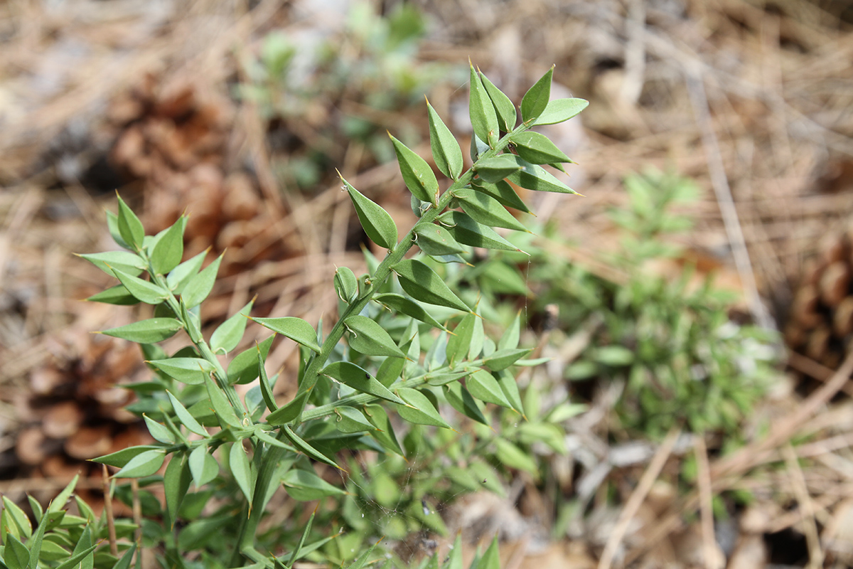 Изображение особи Ruscus aculeatus.