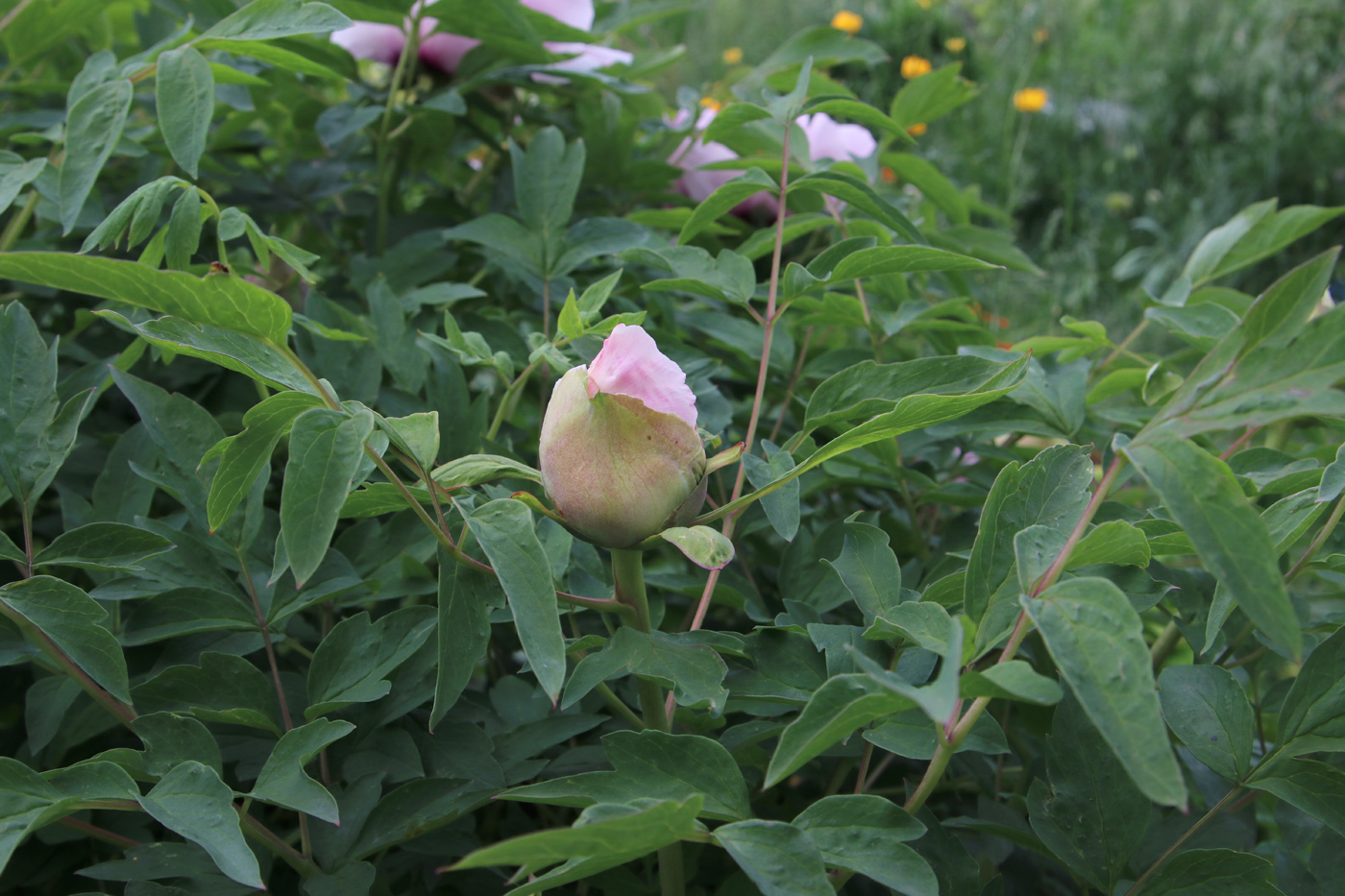 Image of Paeonia suffruticosa specimen.