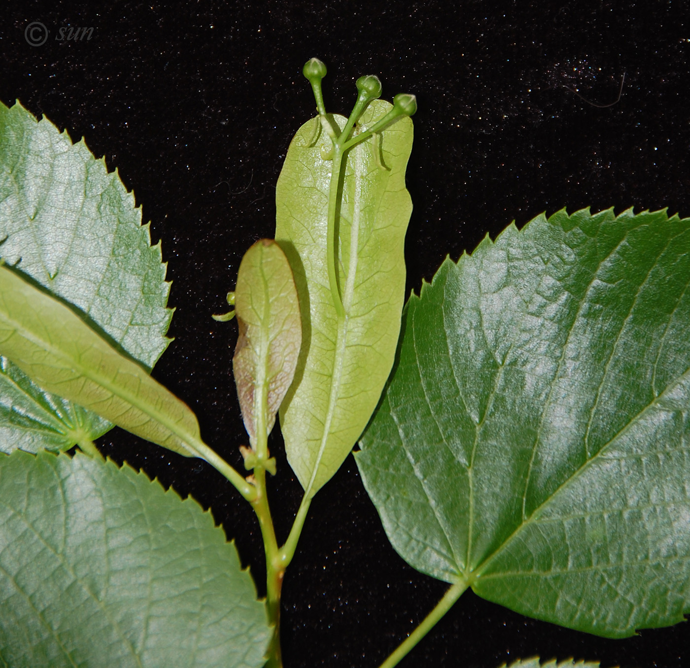 Image of Tilia amurensis specimen.