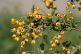 Pyracantha crenulata