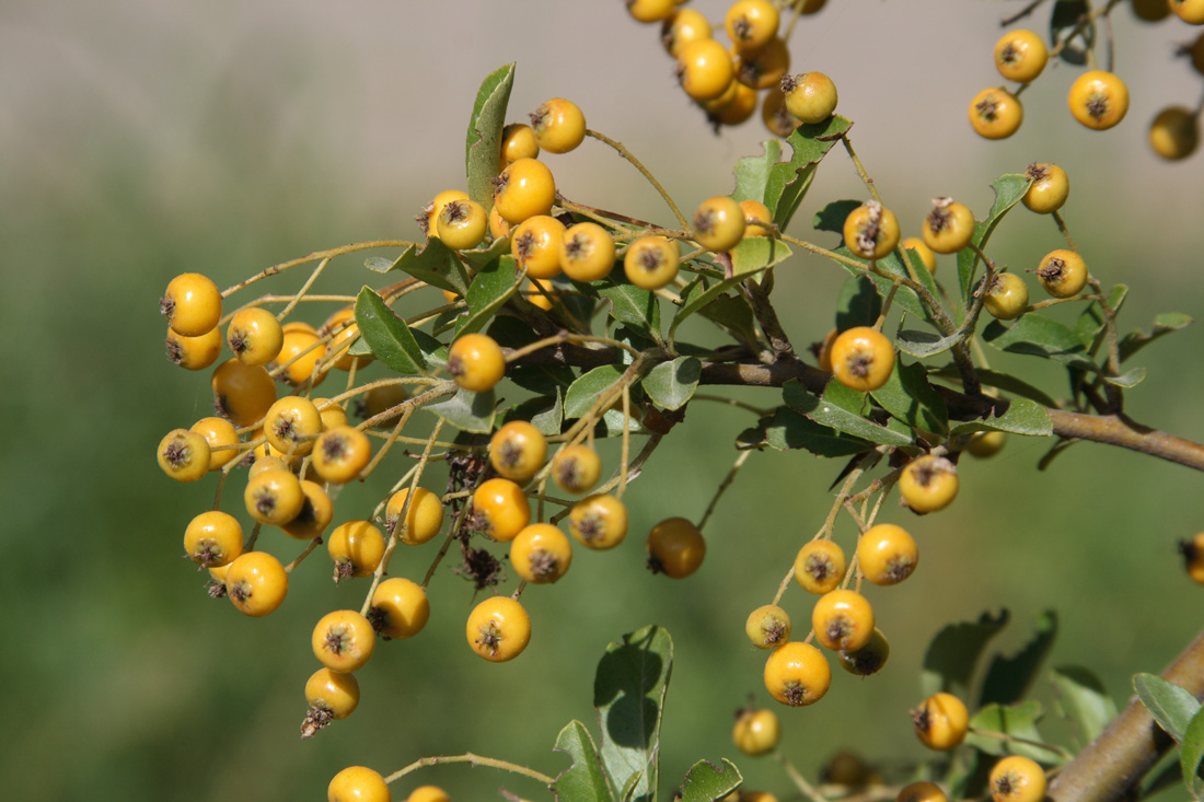 Image of Pyracantha crenulata specimen.