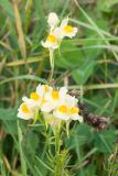 Linaria vulgaris. Верхушка побега с соцветием. Краснодарский край, Крымский р-н, окр. хут. Гапоновский, ур. Николаевское, разнотравный луг. 18.09.2021.