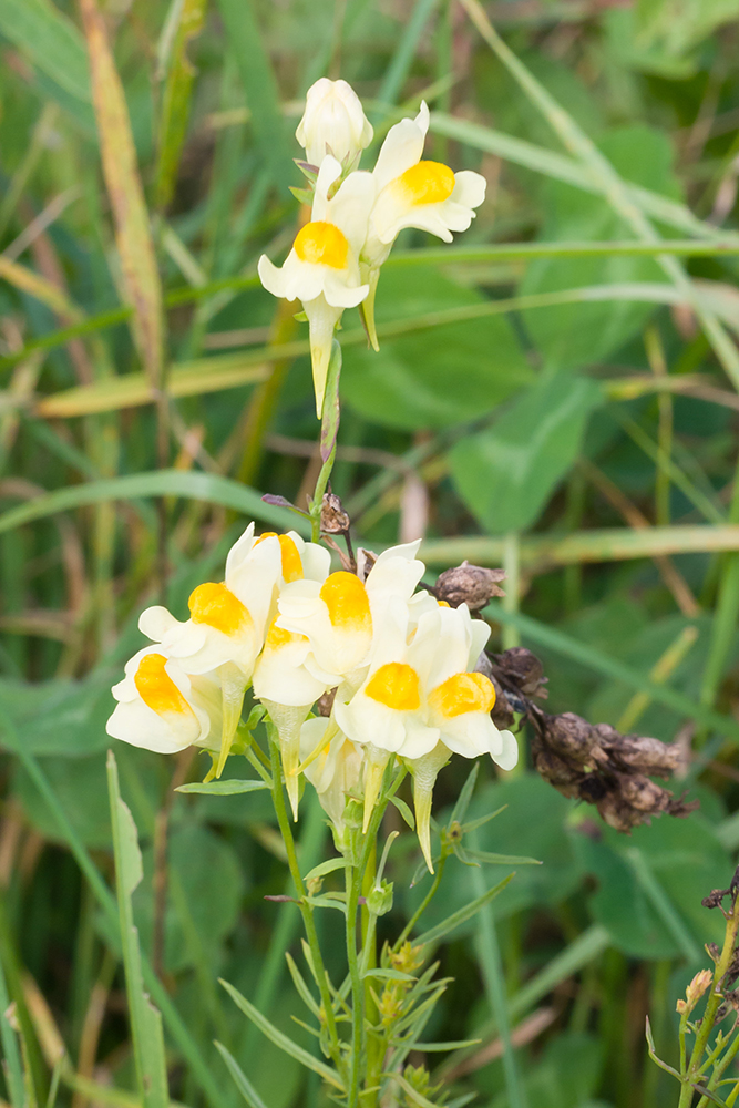 Image of Linaria vulgaris specimen.