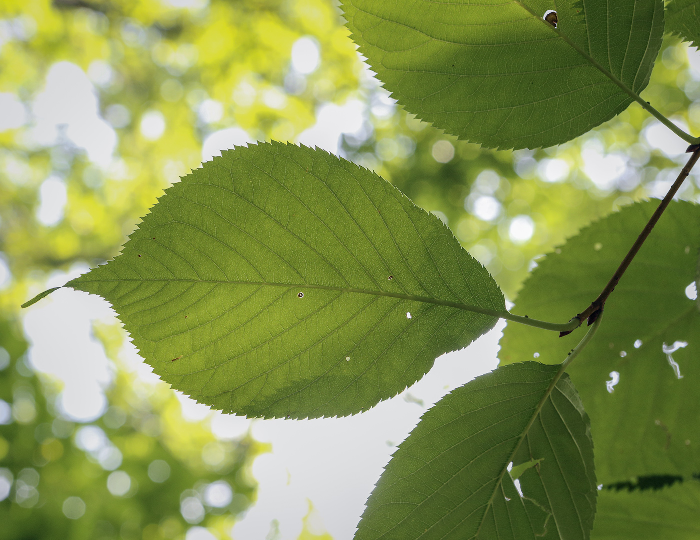 Изображение особи Cerasus sachalinensis.