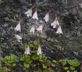 Linnaea borealis