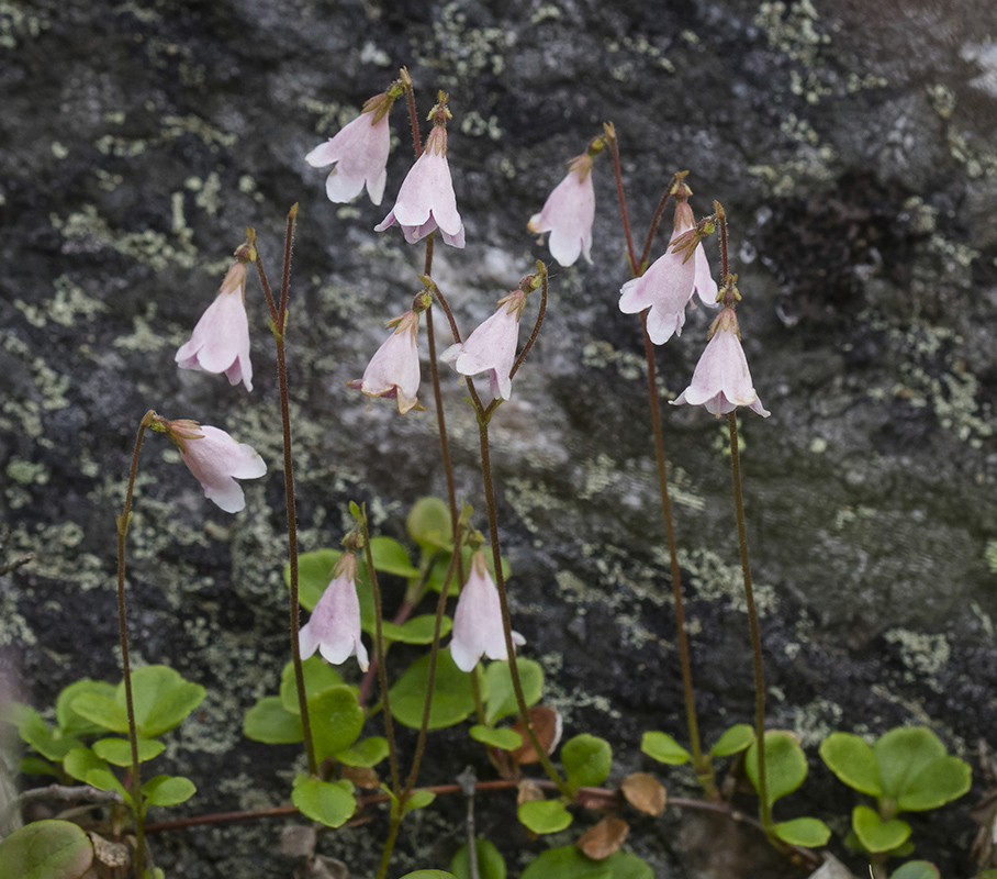 Image of Linnaea borealis specimen.