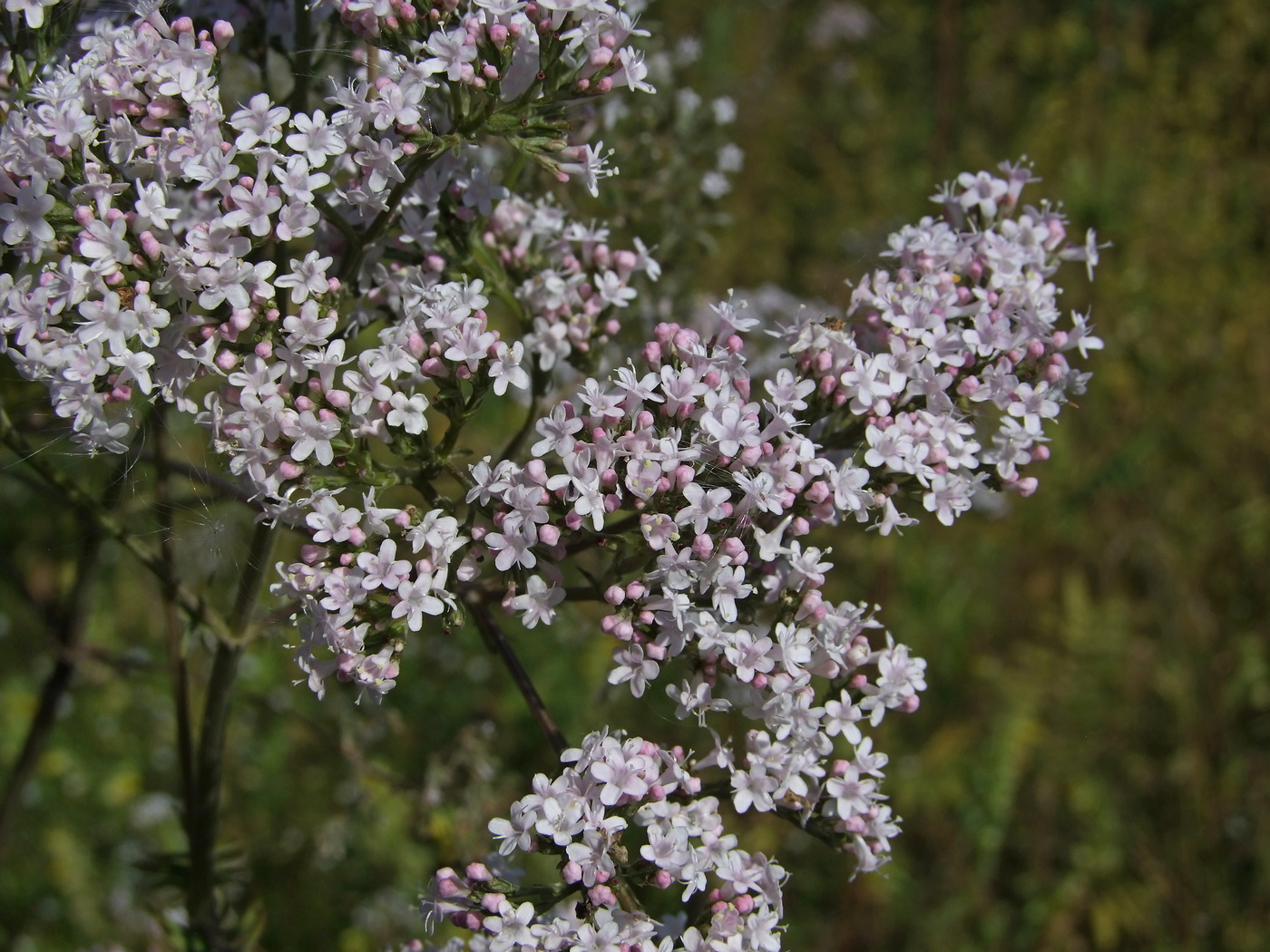 Изображение особи Valeriana transjenisensis.