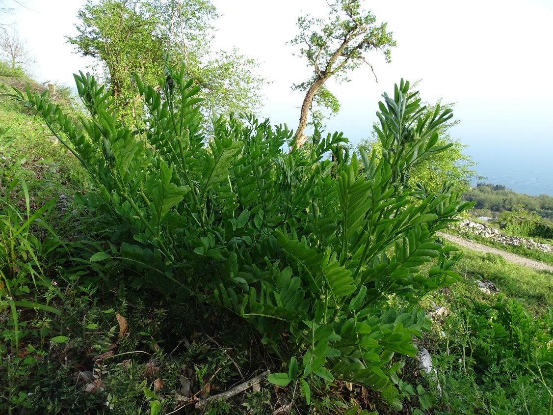 Image of Astragalus glycyphyllos specimen.