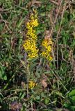 Solidago virgaurea