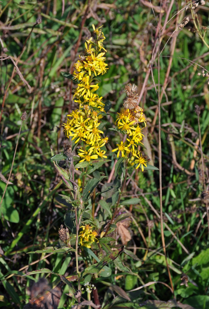 Изображение особи Solidago virgaurea.