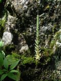 Orostachys spinosa