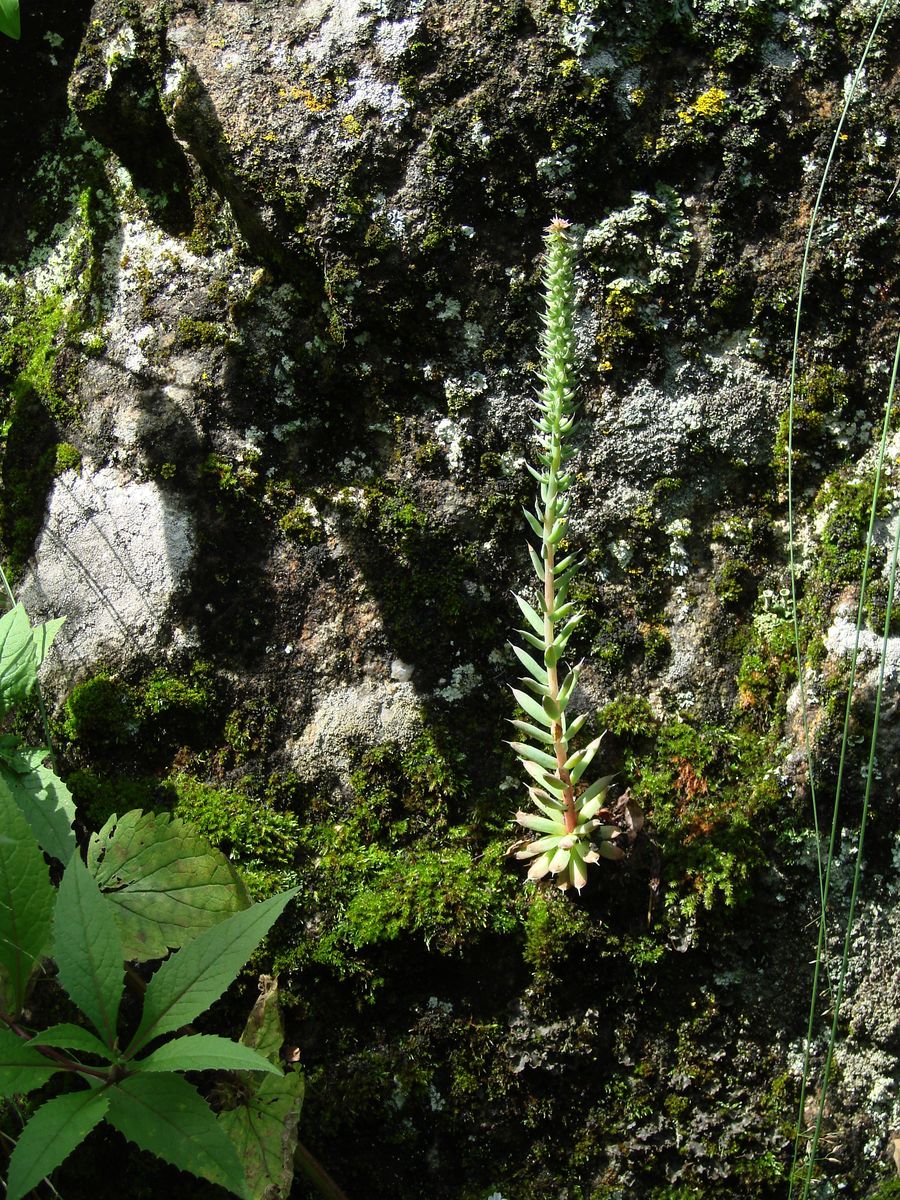 Image of Orostachys spinosa specimen.