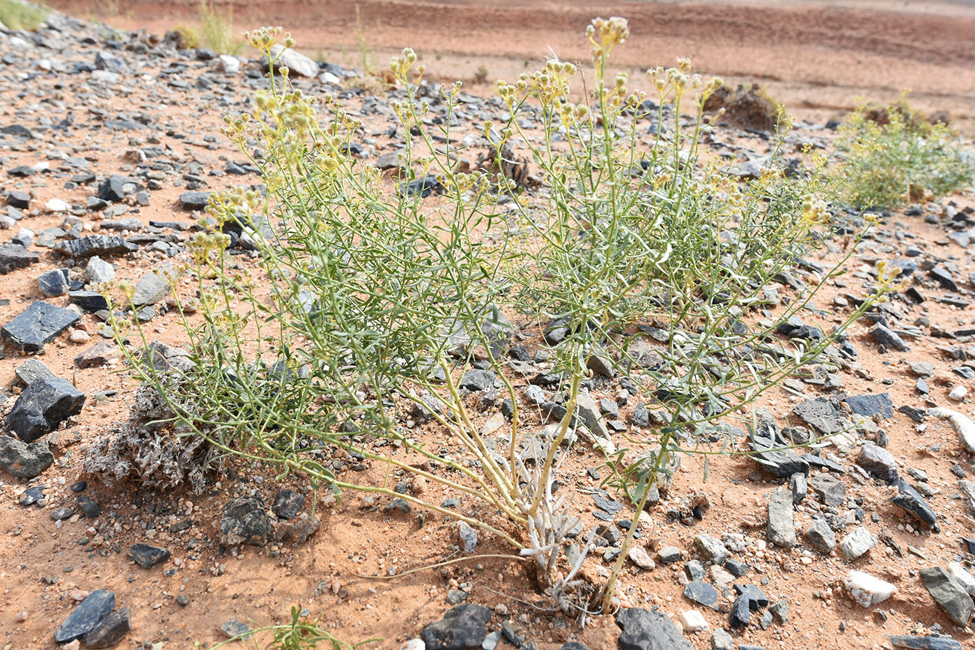 Image of Haplophyllum multicaule specimen.