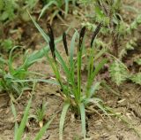genus Carex. Цветущее растение на нагорном лугу. Азербайджан, Ярдымлинский р-н. 14.04.2010.