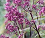 Eupatorium purpureum