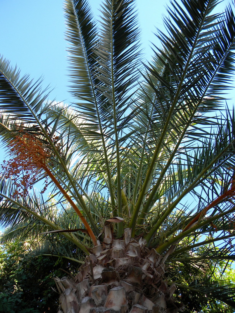 Image of Phoenix dactylifera specimen.