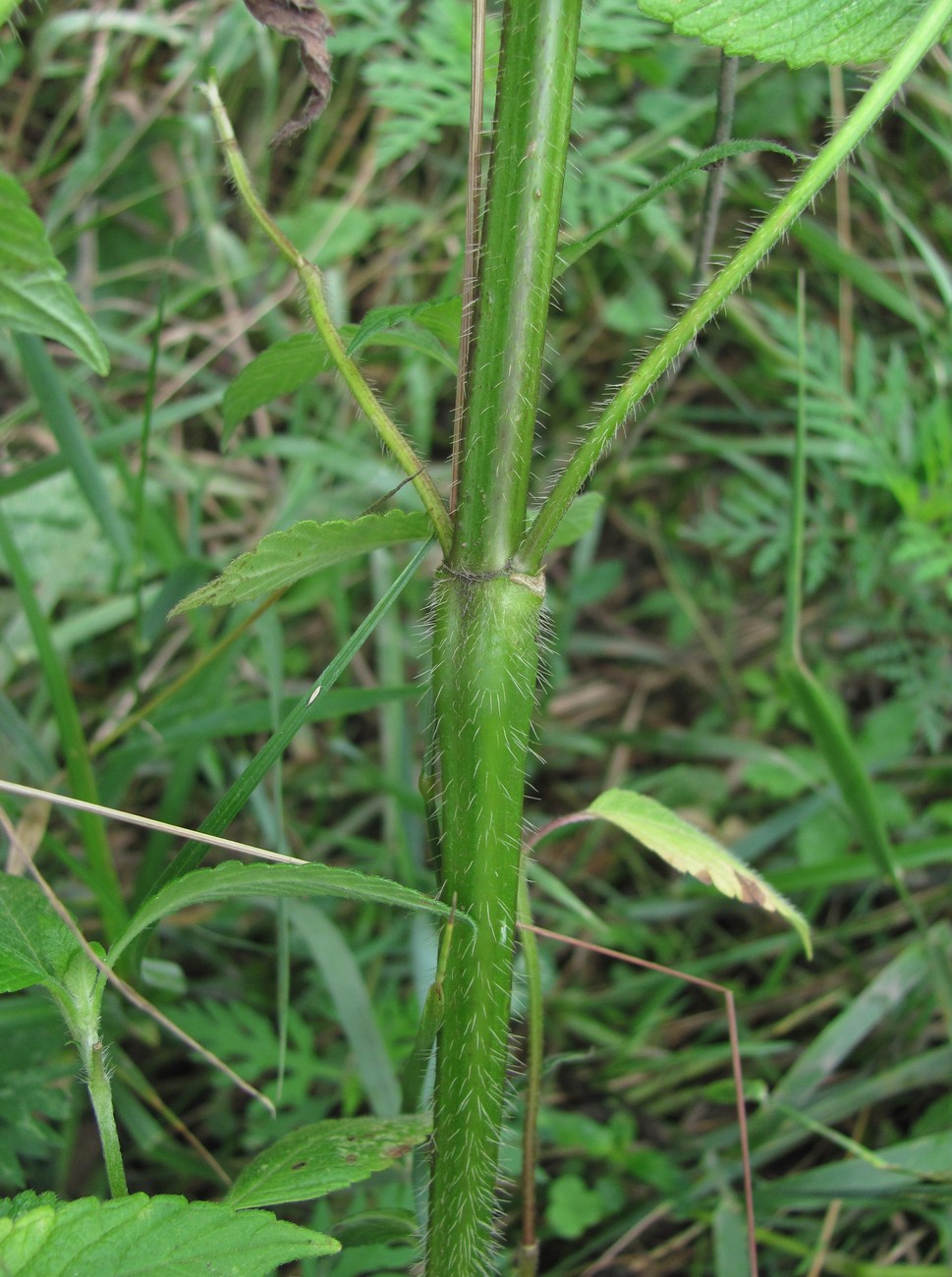 Изображение особи Galeopsis bifida.